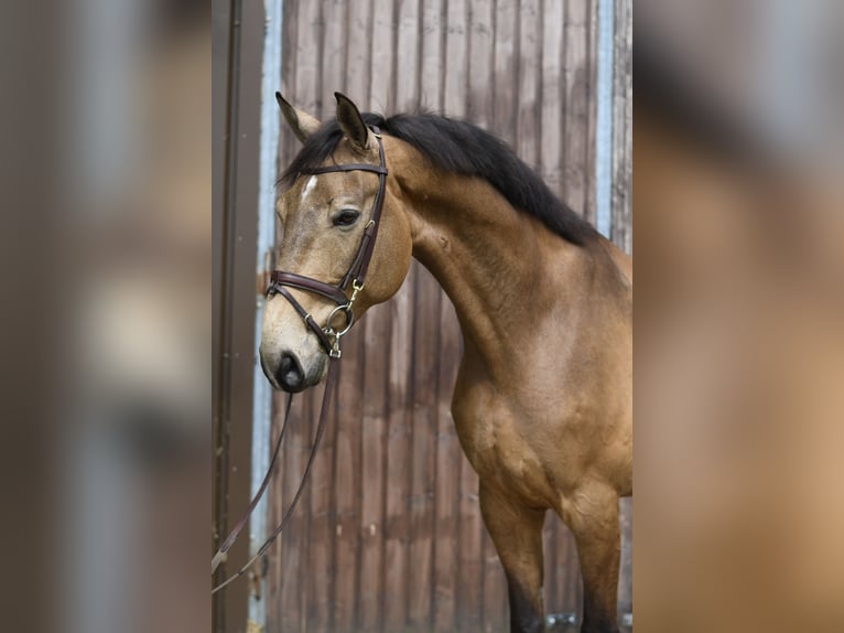 PNR Caballo castrado 8 años 177 cm Buckskin/Bayo in GeilenkirchenGeilenkirchen