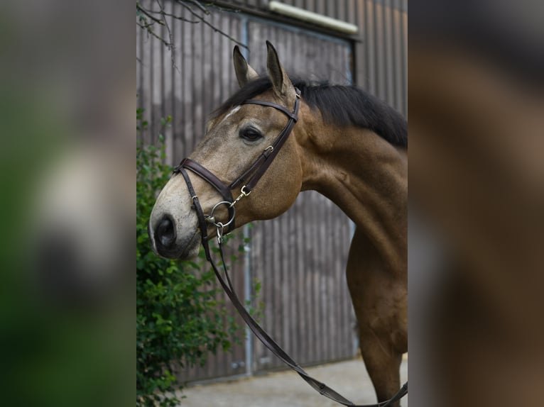 PNR Caballo castrado 8 años 177 cm Buckskin/Bayo in GeilenkirchenGeilenkirchen