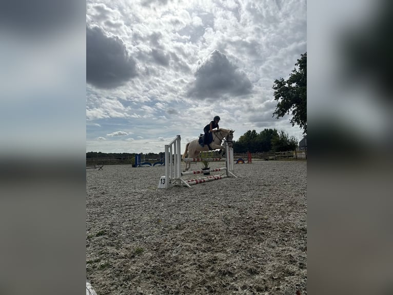 PNR Caballo castrado 9 años 135 cm Cremello in Stabroek