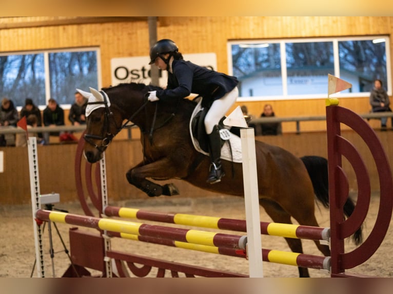 PNR Caballo castrado 9 años 146 cm Castaño in Cloppenburg