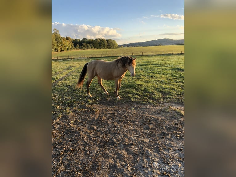 PNR Caballo castrado 9 años 152 cm Champán in Groß Siegharts