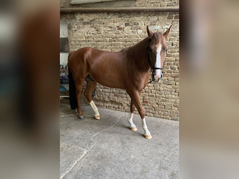 PNR Caballo castrado 9 años 156 cm Alazán in Hünfelden