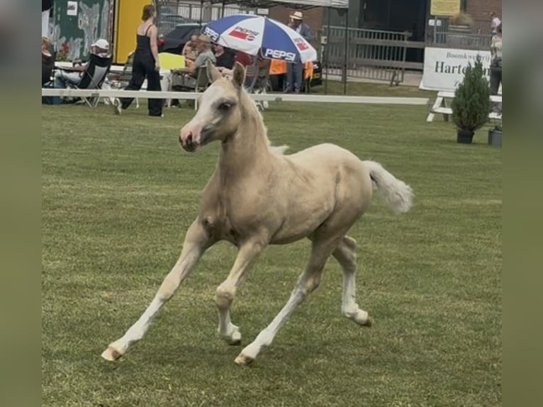 PNR Semental 1 año 135 cm Palomino in Halle