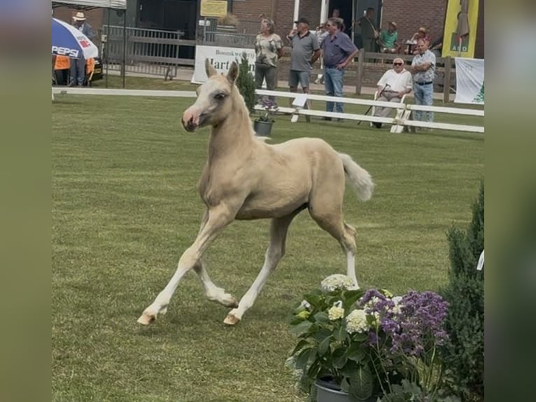 PNR Semental 1 año 135 cm Palomino in Halle
