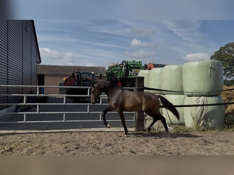 PNR Semental 1 año 144 cm Castaño in Heemserveen