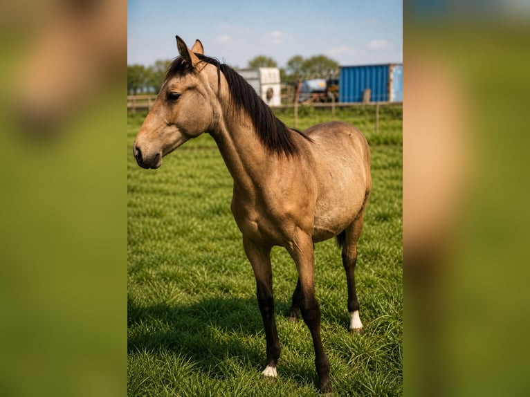 PNR Mestizo Semental 1 año Buckskin/Bayo in Spijkenisse