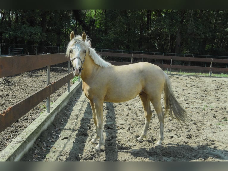 PNR Mestizo Semental 2 años 143 cm Palomino in Nistelrode