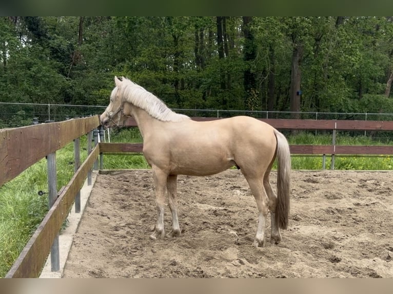 PNR Mestizo Semental 2 años 143 cm Palomino in Nistelrode