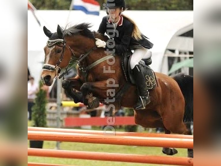 PNR Semental 2 años 143 cm Palomino in Schaijk