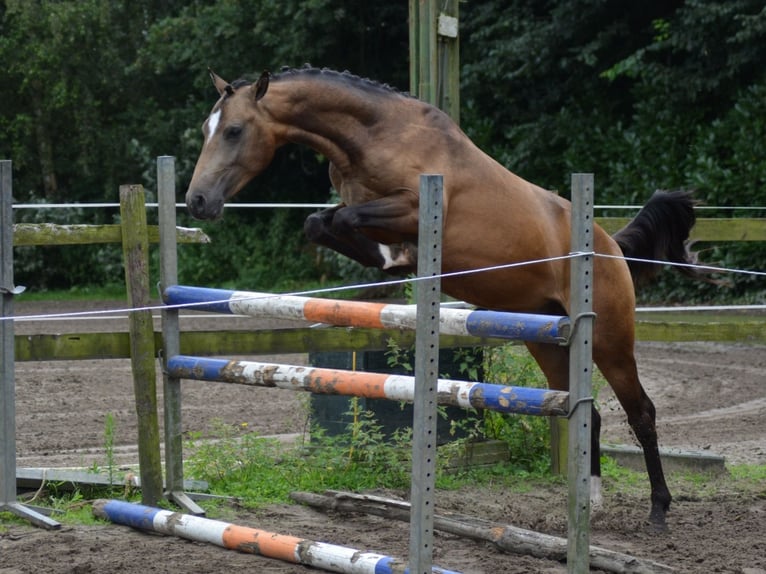 PNR Semental 2 años 145 cm Bayo in Heeswijk-Dinther