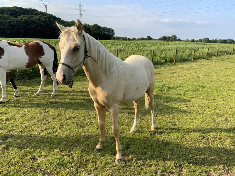 PNR Semental 2 años 148 cm Palomino in Daknam