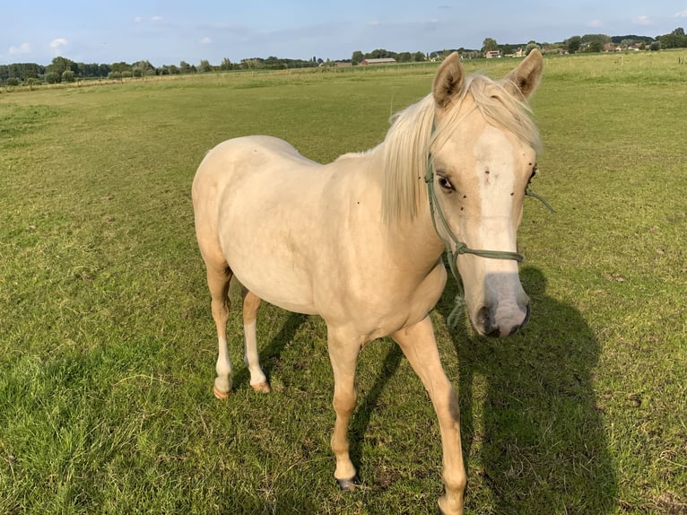 PNR Semental 2 años 148 cm Palomino in Daknam