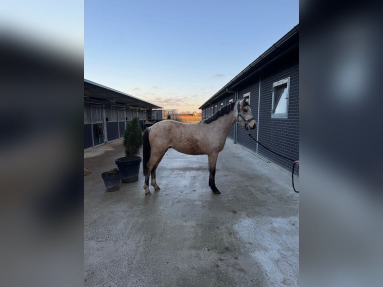 PNR Semental 3 años 136 cm Buckskin/Bayo in Donkerbroek