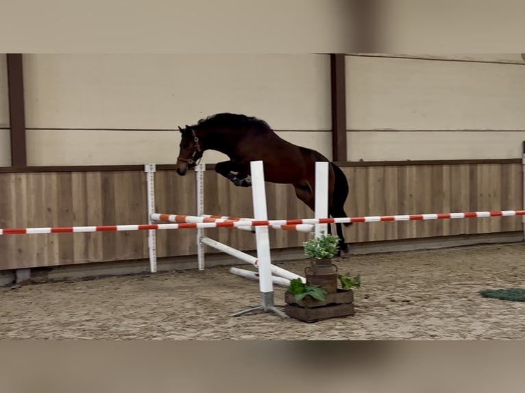 PNR Semental 3 años 144 cm Castaño oscuro in Oost West en Middelbeers