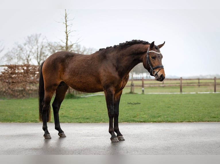 PNR Semental 3 años 144 cm Castaño oscuro in Oost West en Middelbeers