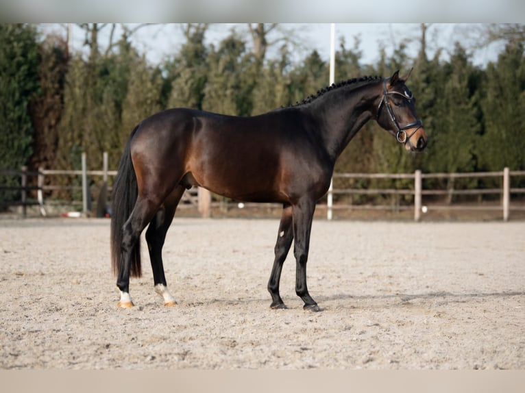 PNR Semental 3 años 147 cm Castaño oscuro in Kaulille