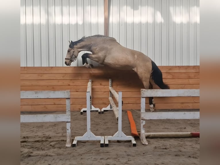 PNR Semental 3 años Buckskin/Bayo in Den Ham