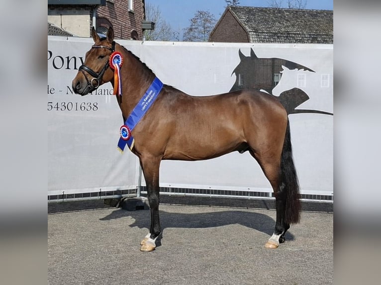 PNR Semental 4 años 148 cm  in GROTE-BROGEL