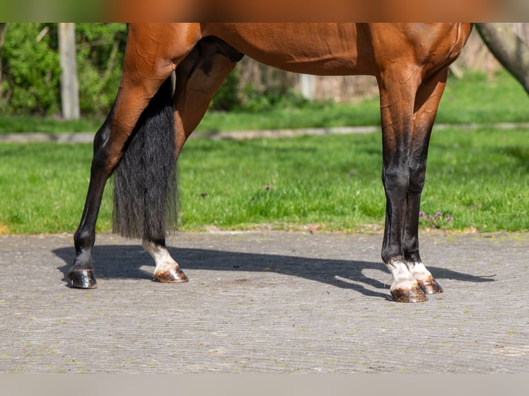 PNR Semental 4 años 148 cm Castaño in GROTE-BROGEL