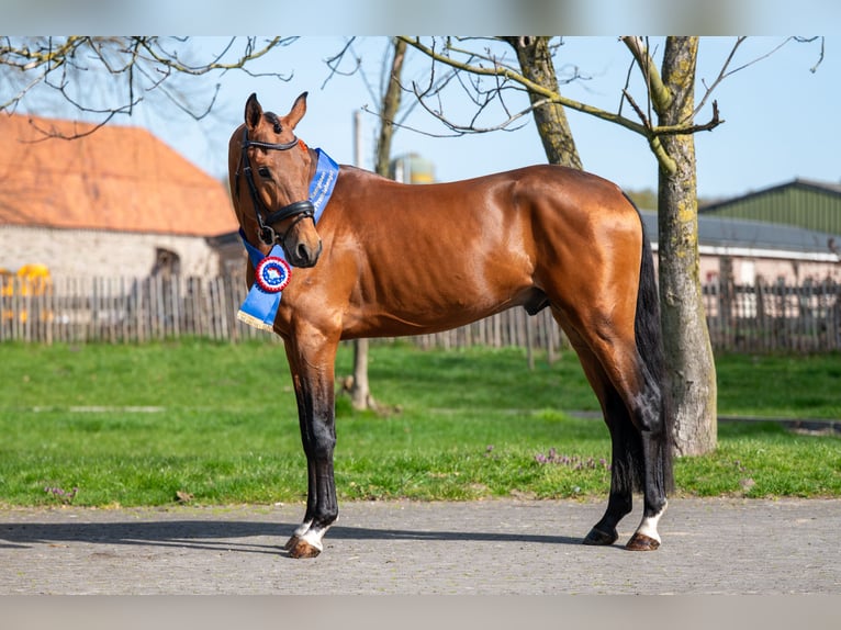 PNR Semental 4 años 148 cm Castaño in GROTE-BROGEL