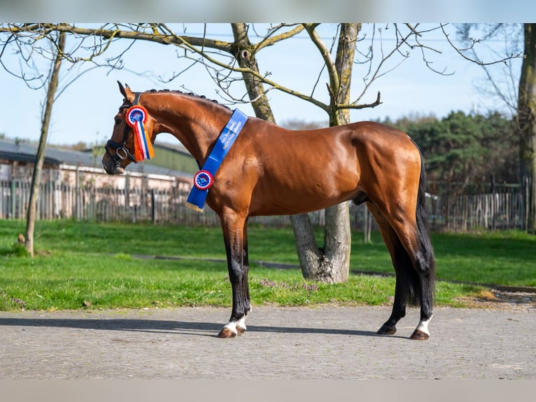 PNR Semental 4 años 148 cm Castaño in GROTE-BROGEL