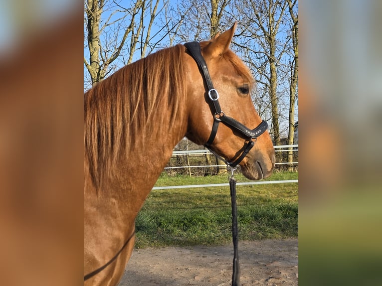 PNR Semental 4 años 156 cm Alazán in Nieuwerkerk aan den IJssel