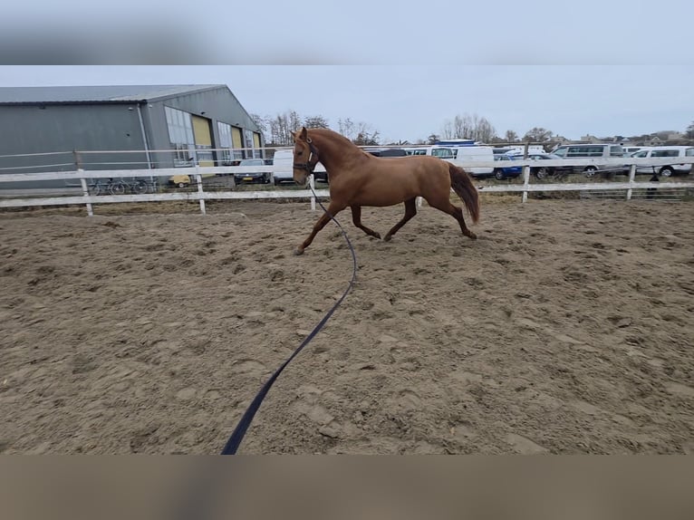 PNR Semental 4 años 156 cm Alazán in Nieuwerkerk aan den IJssel