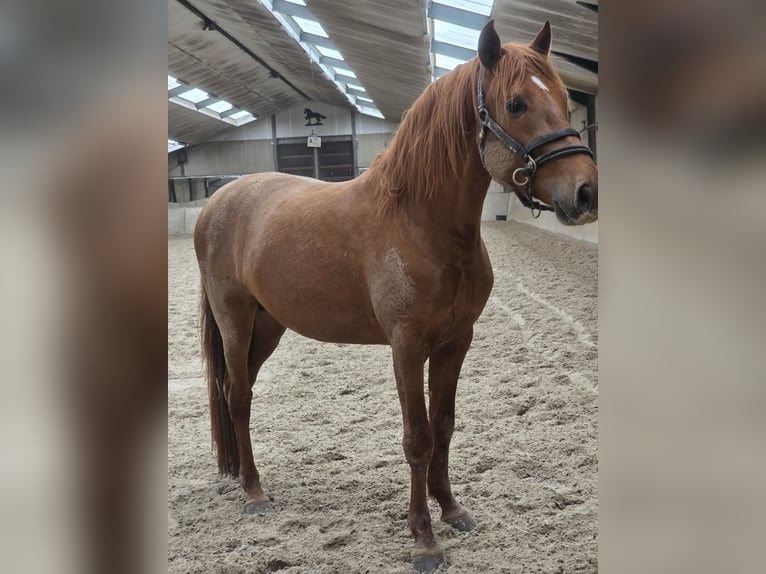 PNR Semental 4 años 156 cm Alazán in Nieuwerkerk aan den IJssel