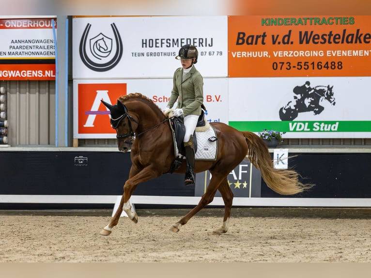 PNR Semental 5 años 148 cm Alazán in Oost West en Middelbeers