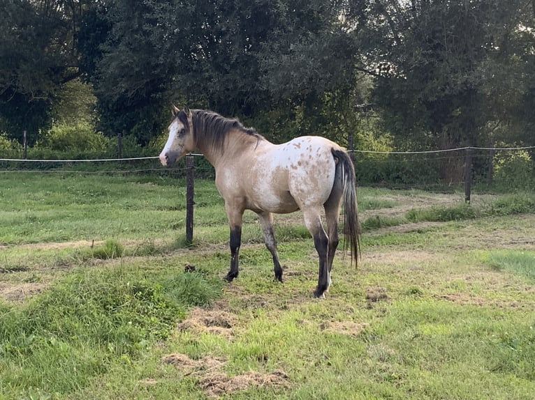 PNR Semental 5 años 148 cm Palomino in Daknam