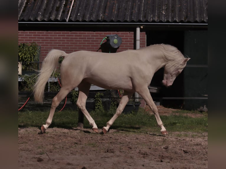 PNR Semental 6 años 148 cm Cremello in Woudenberg