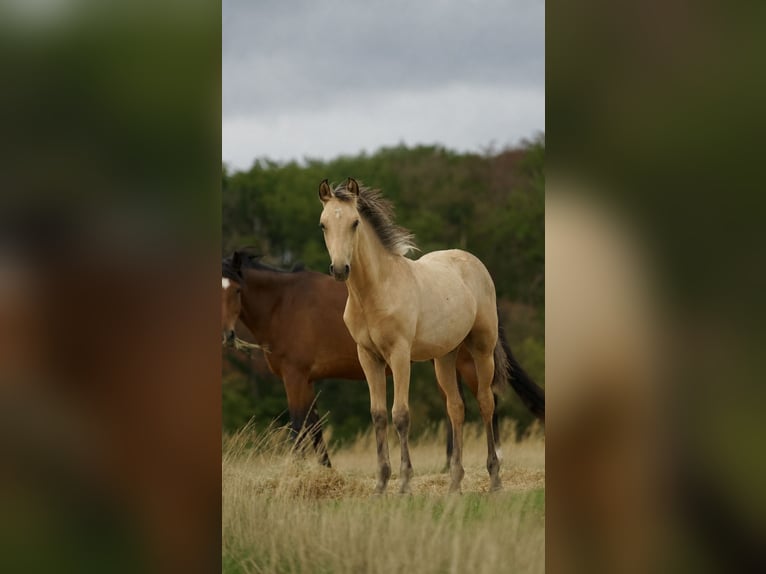 PNR Semental Potro (04/2026) 150 cm Buckskin/Bayo in Luxembourg