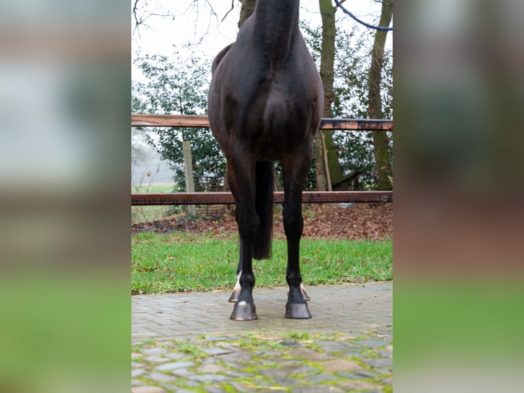 PNR Yegua 10 años 167 cm  in GROTE-BROGEL