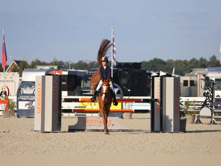 PNR Yegua 13 años 148 cm Alazán-tostado in Cremlingen