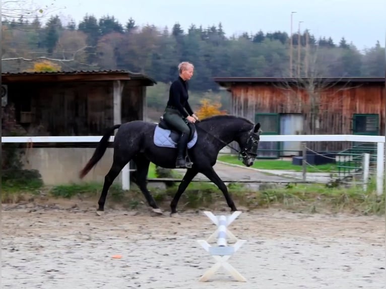 PNR Yegua 13 años 154 cm Ruano azulado in RiedlkamLamprechtshausen