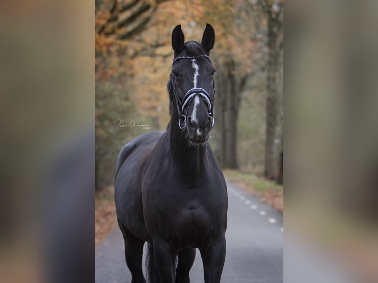 PNR Yegua 14 años 175 cm Castaño oscuro in Woudenberg