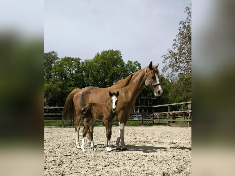 PNR Yegua 16 años 147 cm Alazán in Bad Sassendorf
