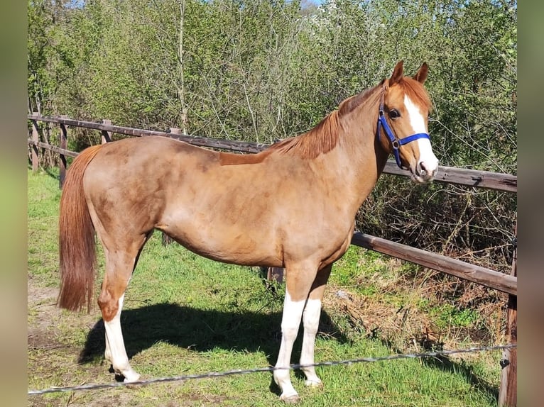 PNR Yegua 16 años 147 cm Alazán in Bad Sassendorf