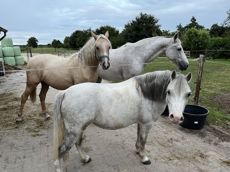PNR Mestizo Yegua 1 año 155 cm Cremello in Veeningen