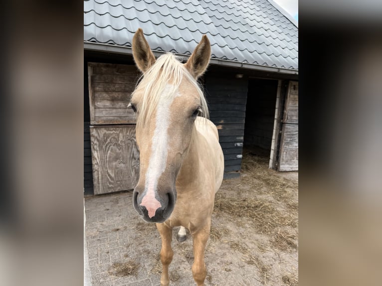 PNR Mestizo Yegua 1 año 155 cm Cremello in Veeningen