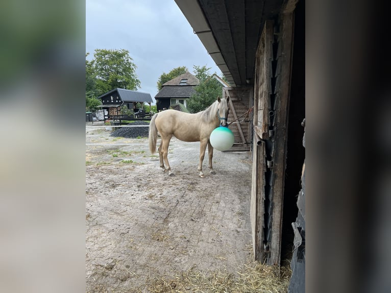 PNR Mestizo Yegua 1 año 155 cm Cremello in Veeningen