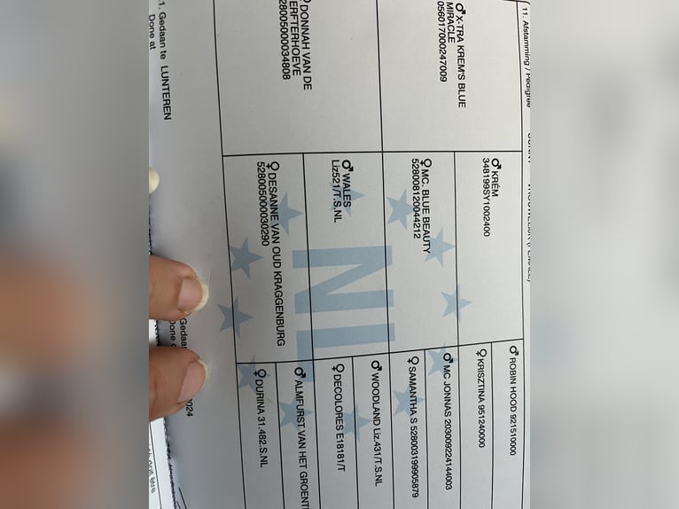 PNR Mestizo Yegua 1 año 155 cm Cremello in Veeningen
