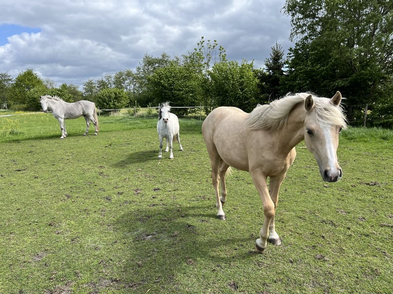PNR Mestizo Yegua 1 año 155 cm Cremello in Veeningen