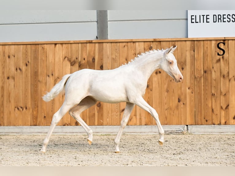 PNR Yegua 2 años 144 cm Cremello in Aalten