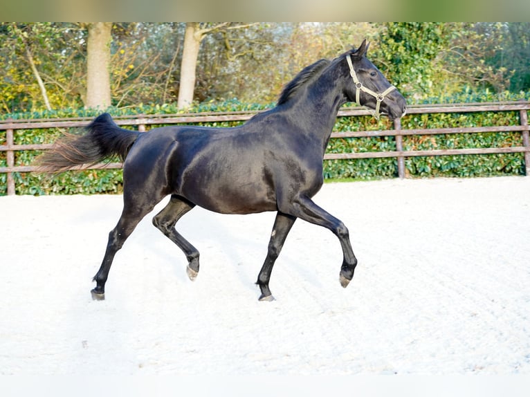 PNR Yegua 2 años 160 cm Negro in Groningen