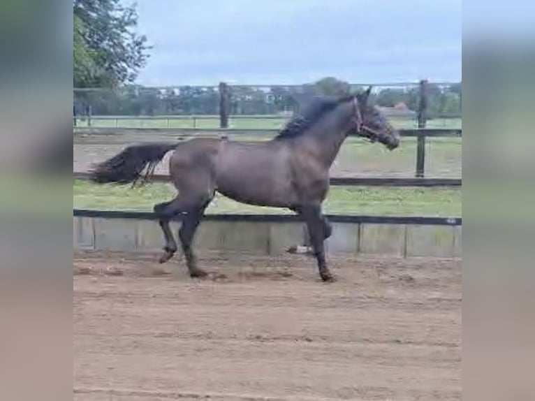 PNR Yegua 2 años 162 cm Castaño in Eibergen