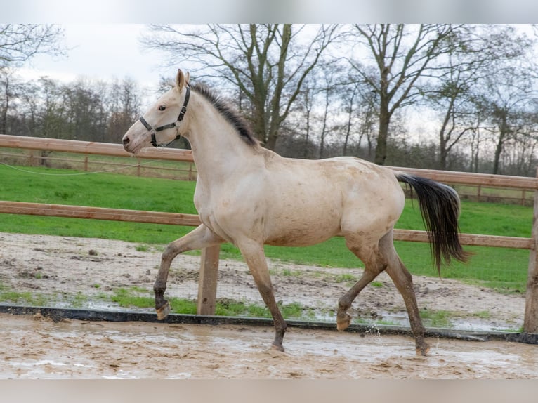 PNR Yegua 2 años 166 cm Buckskin/Bayo in Lutjegast