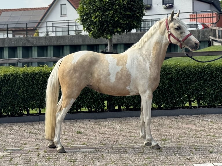PNR Mestizo Yegua 3 años 132 cm Pío in IJsselstein