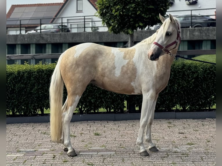 PNR Mestizo Yegua 3 años 132 cm Pío in IJsselstein