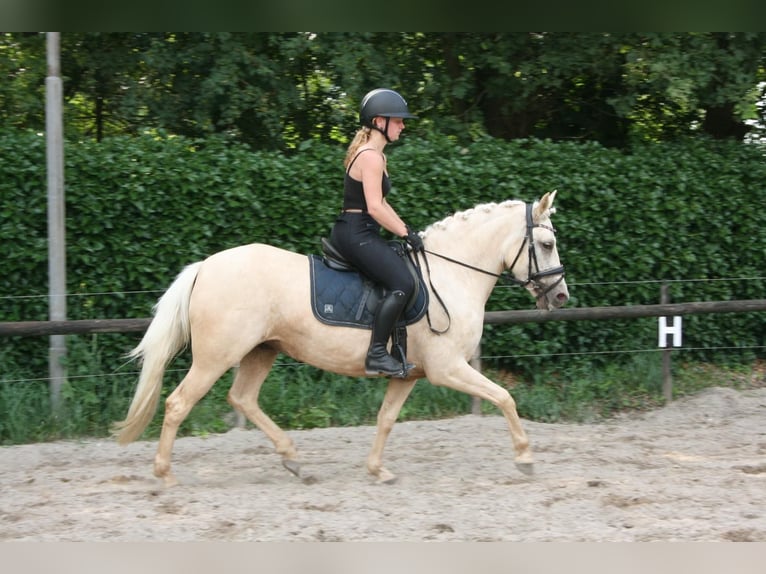 PNR Yegua 3 años 137 cm Palomino in Hooge Mierde